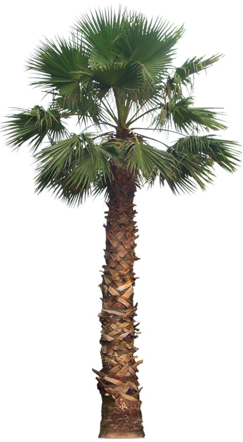 Collection Of Png Palm Tree Free Pluspng