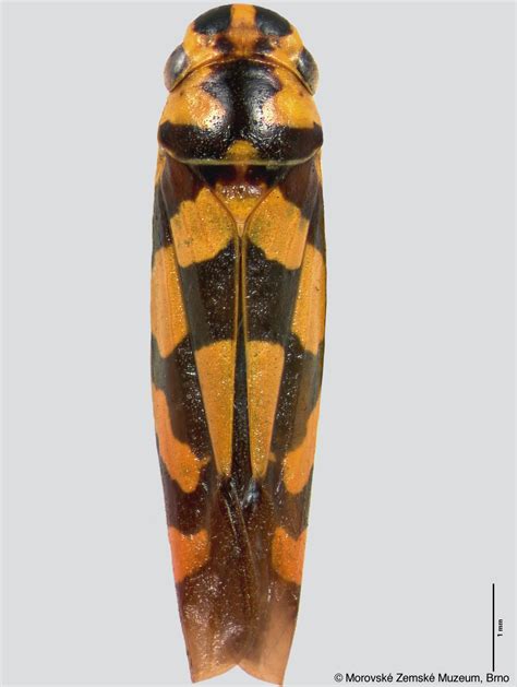 Sharpshooter Leafhoppers Pawiloma Festiva Melichar 1932a 319