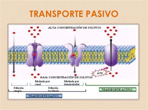 Cuadros comparativos y sinópticos entre transporte celular pasivo y