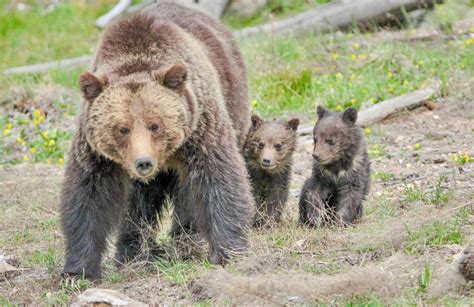 How Greater Yellowstone Grizzlies Could Be Delisted And Remain Protected