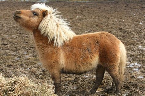 Miniature Horses As Pets