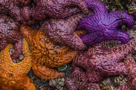 Color Variation In Ochre Star At Point Of Arches In Olympic National