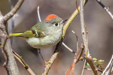 Tiny Wonders Unveiling The Bodacious Songs Of Ruby Crowned Kinglets In