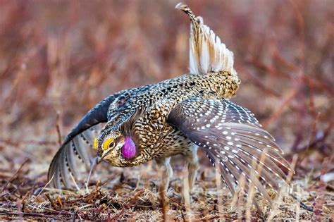 Meeting In Chippewa County To Spotlight Sharp Tailed Grouse