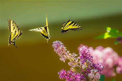 Wallpaper Id 254674 Yellow And Black Butterflies Flying Above Pink