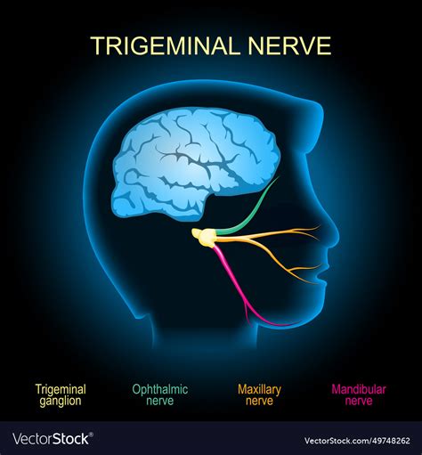 Trigeminal Nerve Royalty Free Vector Image Vectorstock