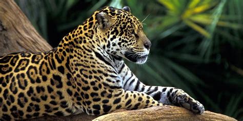 Jaguar A Strong Wild Cat