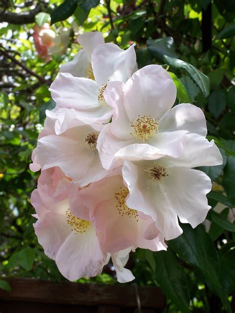25 more photos view gallery. Sally Holmes, a climbing rose I grow at both my homes. It ...