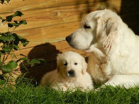 5 Gorgeous Golden Retriever Colors With Pictures