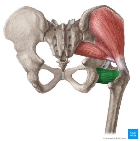 Musculatura posterior do quadril Anatomia e funções Kenhub