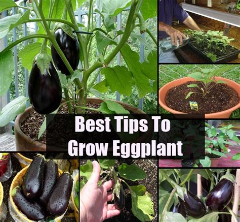 Growing Eggplant From Seeds Vegetable Gardening