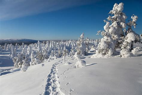 Hd Wallpaper Winter Snow Trees Traces Finland Lapland Wallpaper