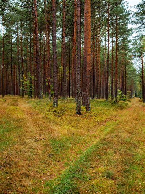 Autumn Pine Tree Deep Forest Moody Woodland Stock Image Image Of