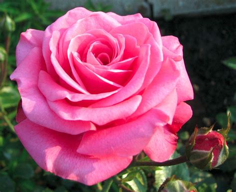 Rosa Pink Rose Sementes Flor Para Mudas R 9 99 Em Mercado Livre