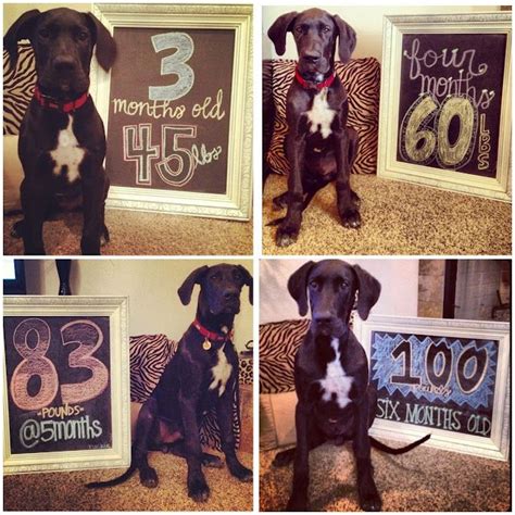 Puppy weight chart this is how big your dog will be. track puppy's growth for each month great dane chalkboard ...