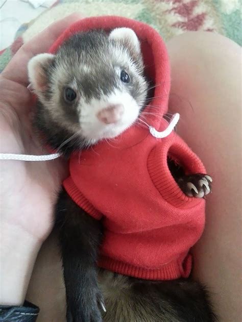 Ferret Wearing A Hoodie Bored Panda