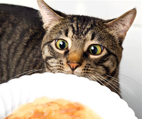 Cat Food Allergies Is Your Feline Sensitive To Seafood Hartz