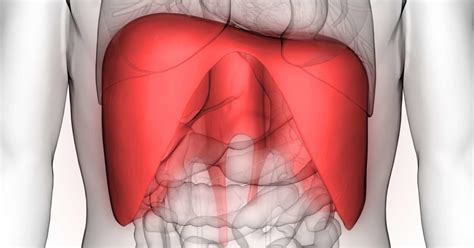 Anatomically correct chest ribcage isolated on white background. Stomach Ribs Lungs Picture : An Overview Of Delineated ...