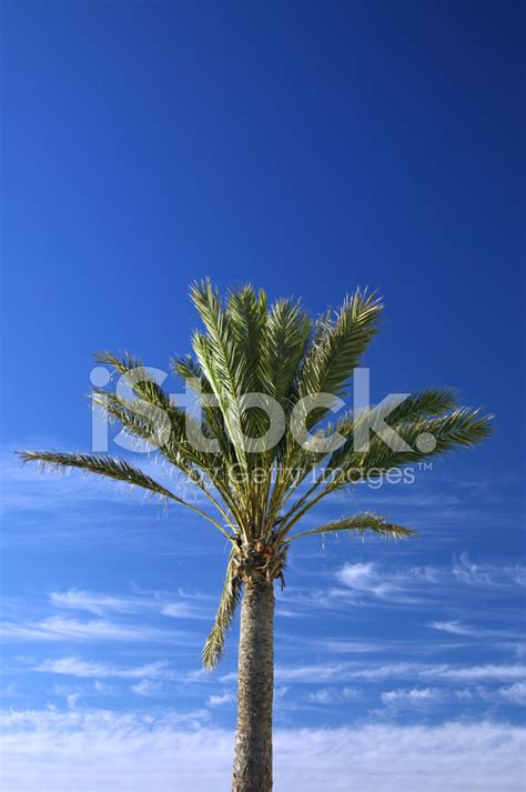 Palm Tree Stock Photo Royalty Free Freeimages