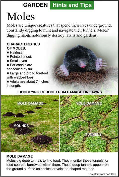 How To Control Moles In Your Yard Indianapolis Business Journal