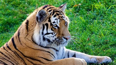 Wallpaper Big Cat Predator Tiger Lying Hd Picture Image