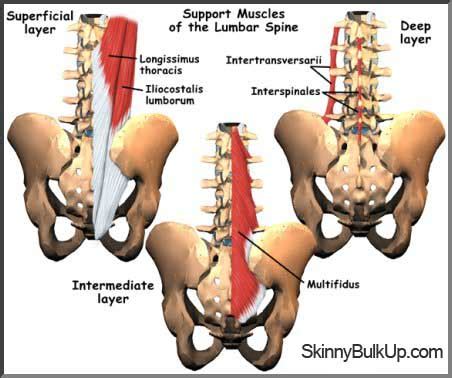 Exercises for lower back pain can strengthen back, stomach, and leg muscles. TRAIN OUT PAIN: Creating Hypertrophy in Lumbar Multifidi