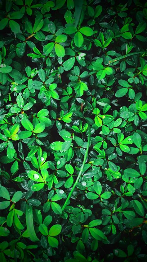 Online Crop Hd Wallpaper Green Leafed Plants Wet Leaves Wet