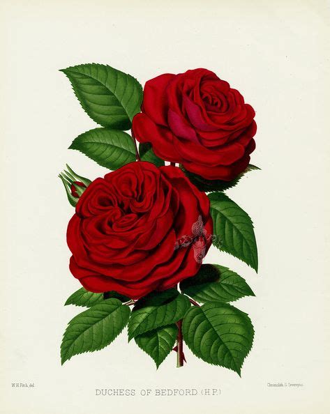 17 Antique Rose Prints Ideas Rose Prints Antique Roses