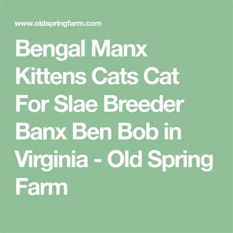 Bengal Manx Kittens Cats Cat For Slae Breeder Banx Ben Bob In Virginia