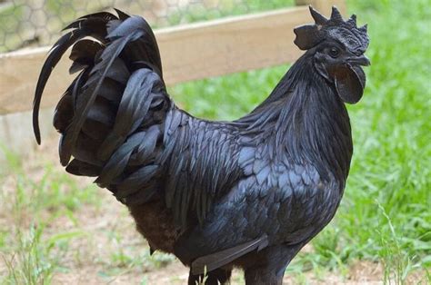 these all black chickens are incredibly rare rare chicken breeds beautiful chickens black