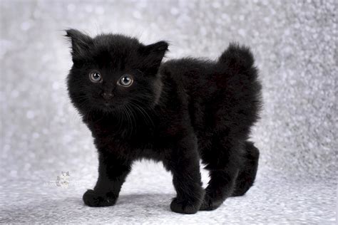 Пушистый черный котенок 42 лучших фото