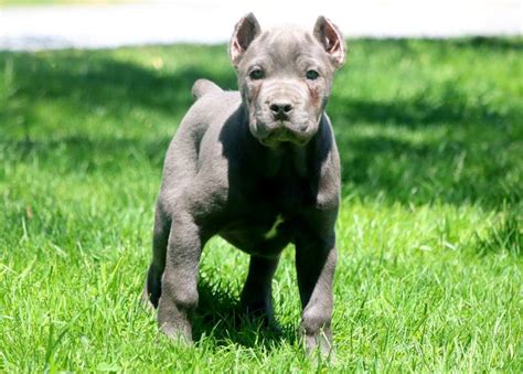Ukpets found the following cane corso for sale in the uk. Blue | Cane Corso Puppy For Sale | Keystone Puppies