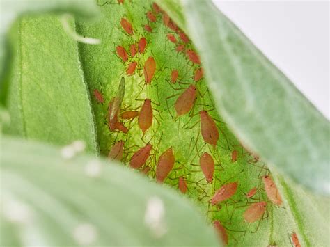 Catnip And Pea Aphid Came Up With Different Ways To Make The Same Molecule Max Planck
