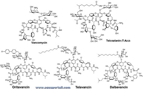 Glycopeptide Définition Et Explications Aquaportail
