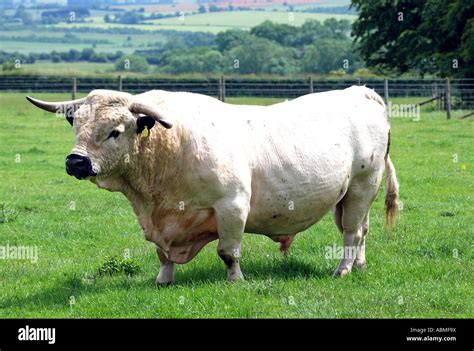 White Park Bull At Cotswold Farm Park Gloucestershire England Uk