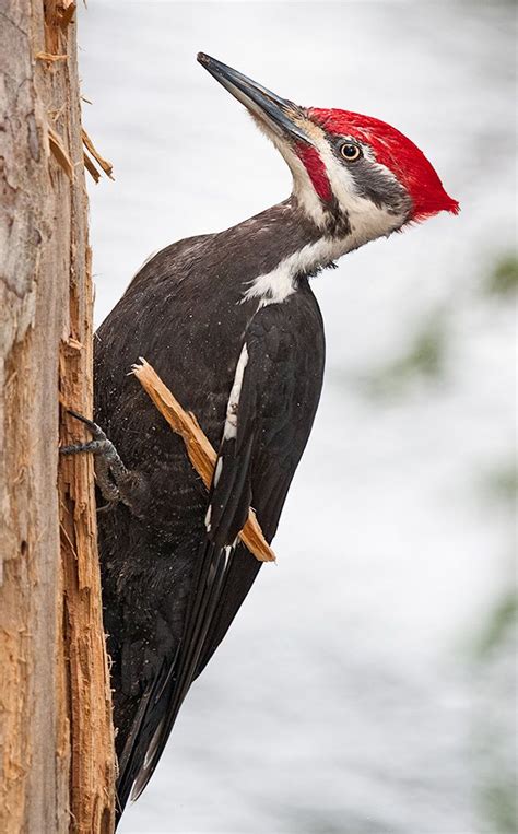 The Pileated Woodpecker Is A Very Large North American Woodpecker