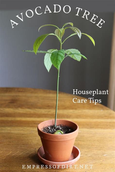How To Grow An Avocado Tree Indoor Houseplant Empress Of Dirt