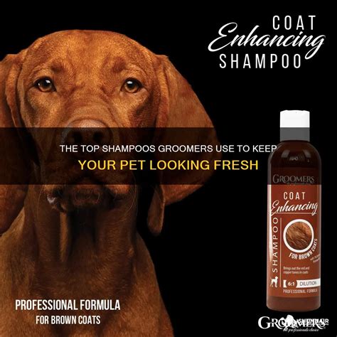 The Top Shampoos Groomers Use To Keep Your Pet Looking Fresh Shunhair