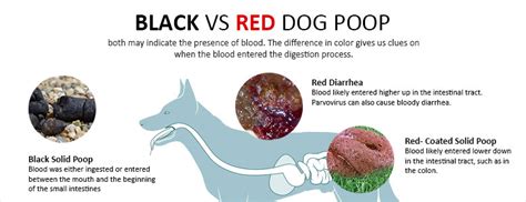 Normally, the color of dog vomit tends to vary based on. Dog Poop Color Chart - What it Shows About Your Dog's Health