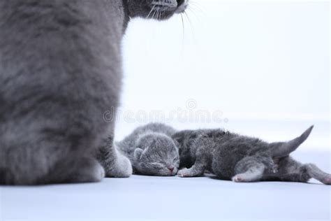 New Born Kitten First Day Of Life Stock Image Image Of Mammal