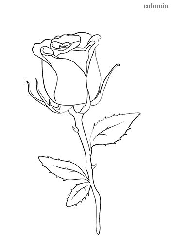 Jeder kann eine blume zu. Flowers coloring pages » Free & Printable » Flower ...