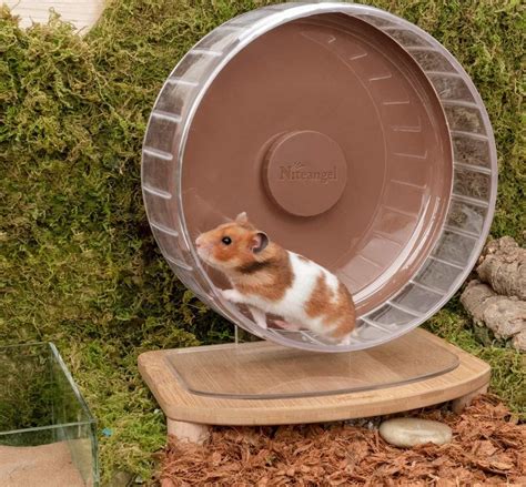 Why Do Hamsters Run On Wheels Hamster Care Guide