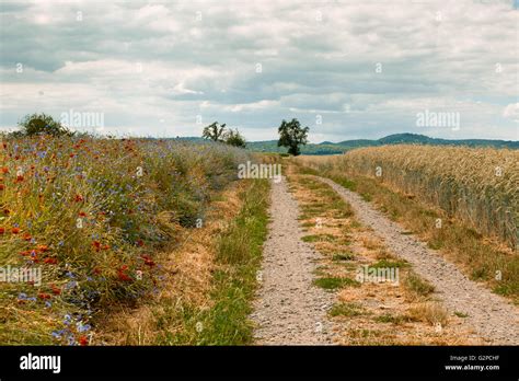 Unpaved Country Road Through The Wheat Fields In Summer Stock Photo Alamy