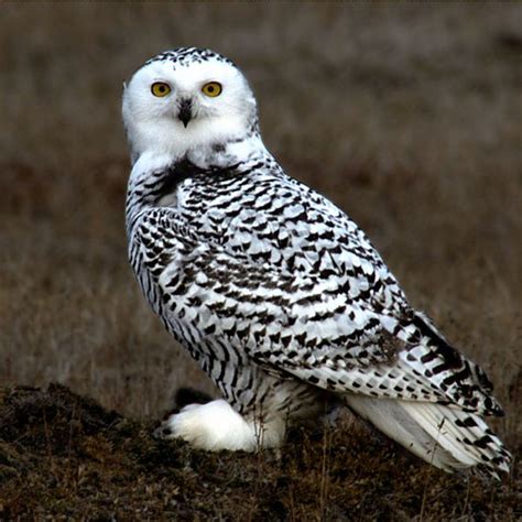 Snowy Owl Bubo Scandiaca Wildlife Journal Junior