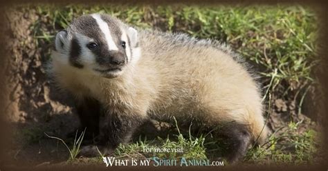 Badger Symbolism And Meaning Badger Spirit Totem And Power Animal