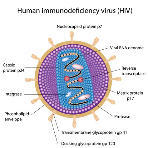 Hiv Genome And Structure Yapmt Yellowstone Aids Project