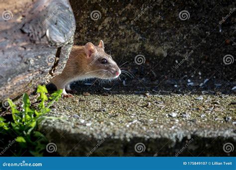 Curious Wild Brown Norway Rat Rattus Norvegicus Head Stock Image