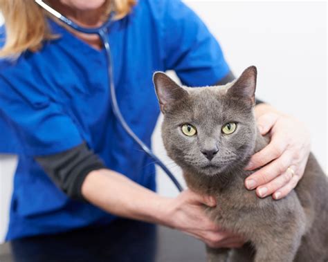 Giving bravecto to their own pets shows just how much veterinarians. Grey cat with vet | Church Walk Veterinary Centre
