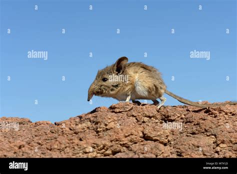 Elephant shrew hi-res stock photography and images - Alamy
