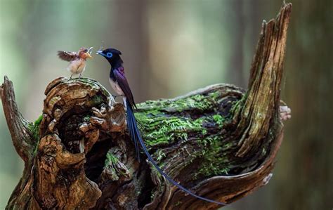 Japanese Paradise Flycatcher Mostbeautiful